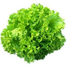 Lettuce LOLLO VERDE  